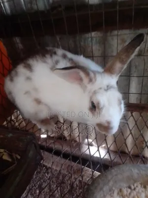 Checkered Bulk Rabbit