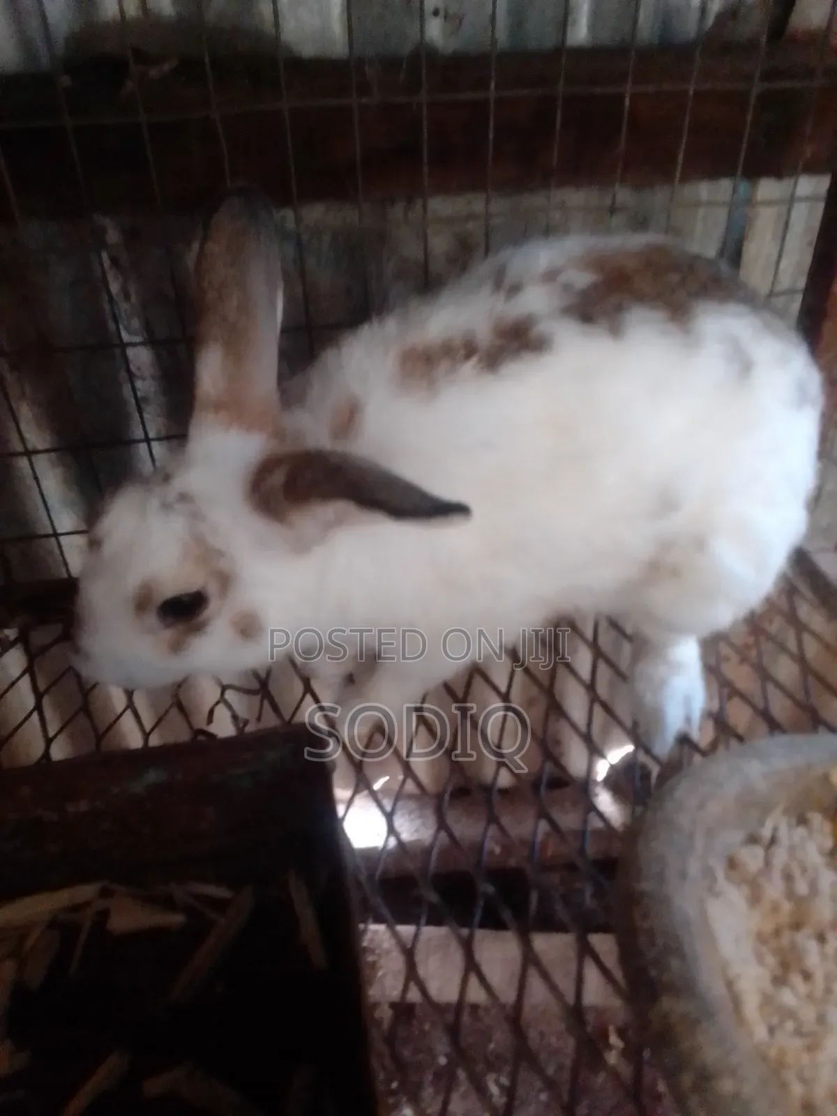 Checkered Bulk Rabbit