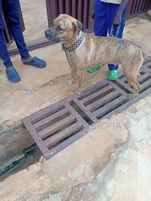 1+ year Female Purebred Boerboel