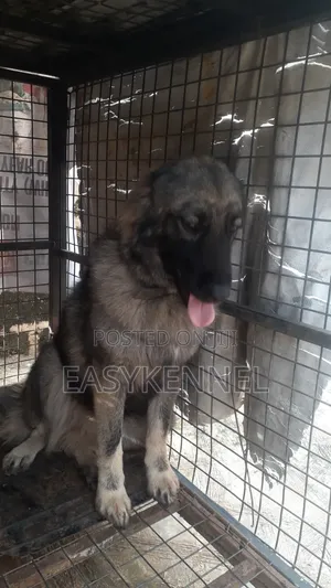 1+ year Female Purebred Caucasian Shepherd