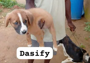 1-3 months Male Mixed Breed Dog