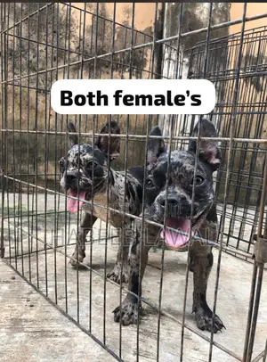 3-6 months Female Purebred French Bulldog