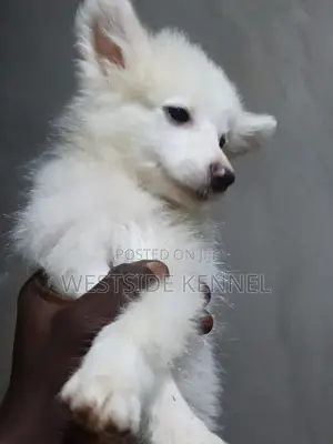 6-12 months Female Purebred American Eskimo