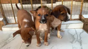 1-3 months Female Purebred Basenji