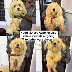 1+ year Female Purebred Lhasa Apso