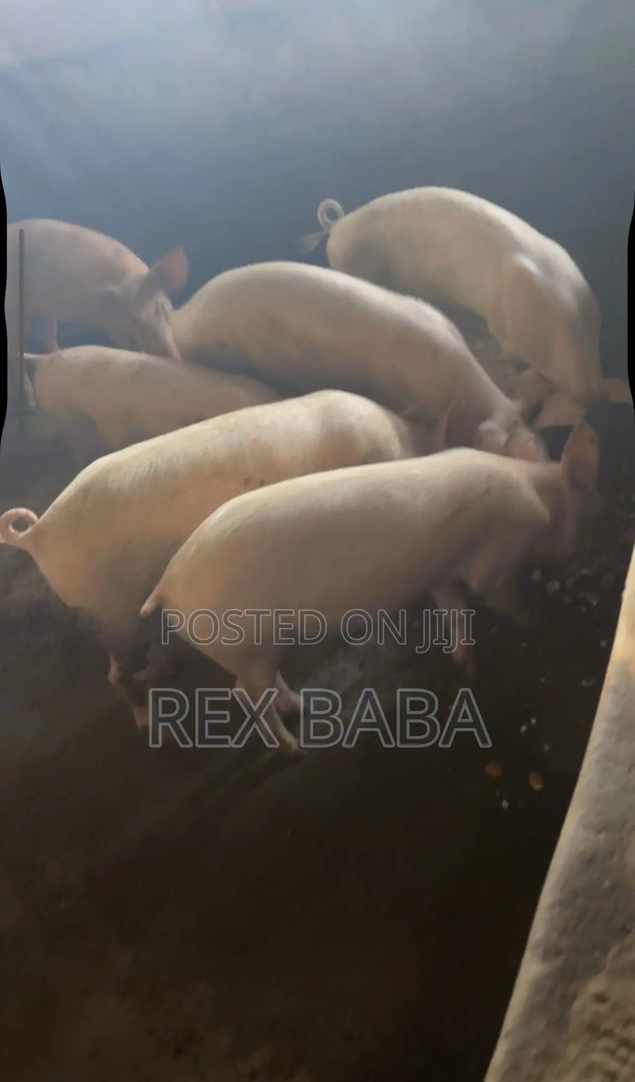 Large White Pigs