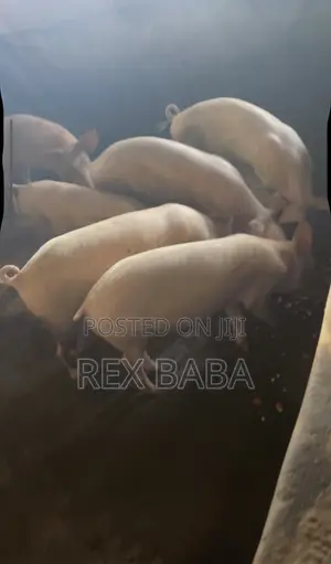 Large White Pigs