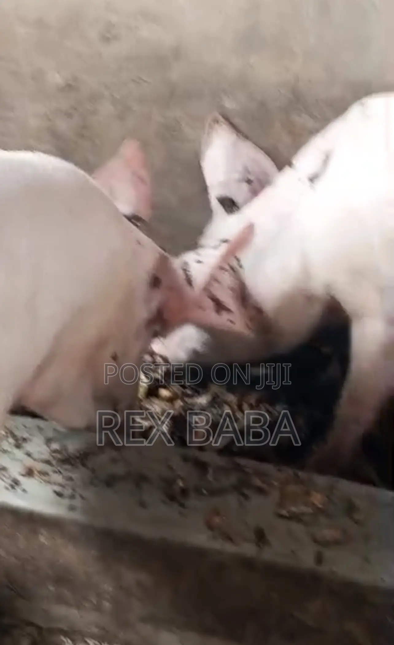 Large White Pigs