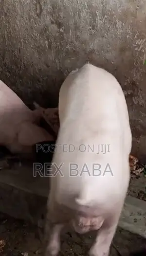 Large White Pigs