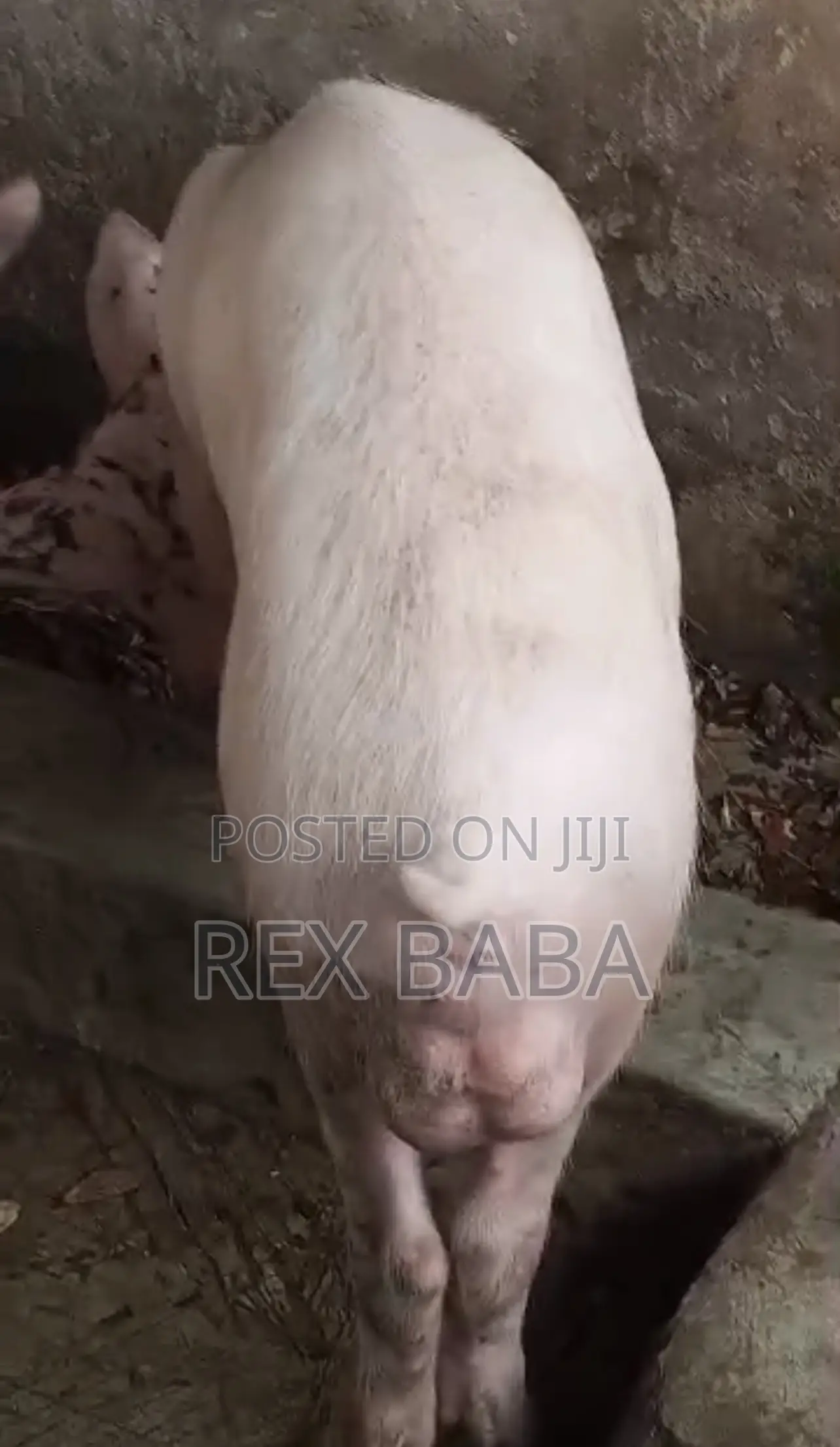 Large White Pigs