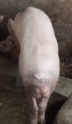 Large White Pigs