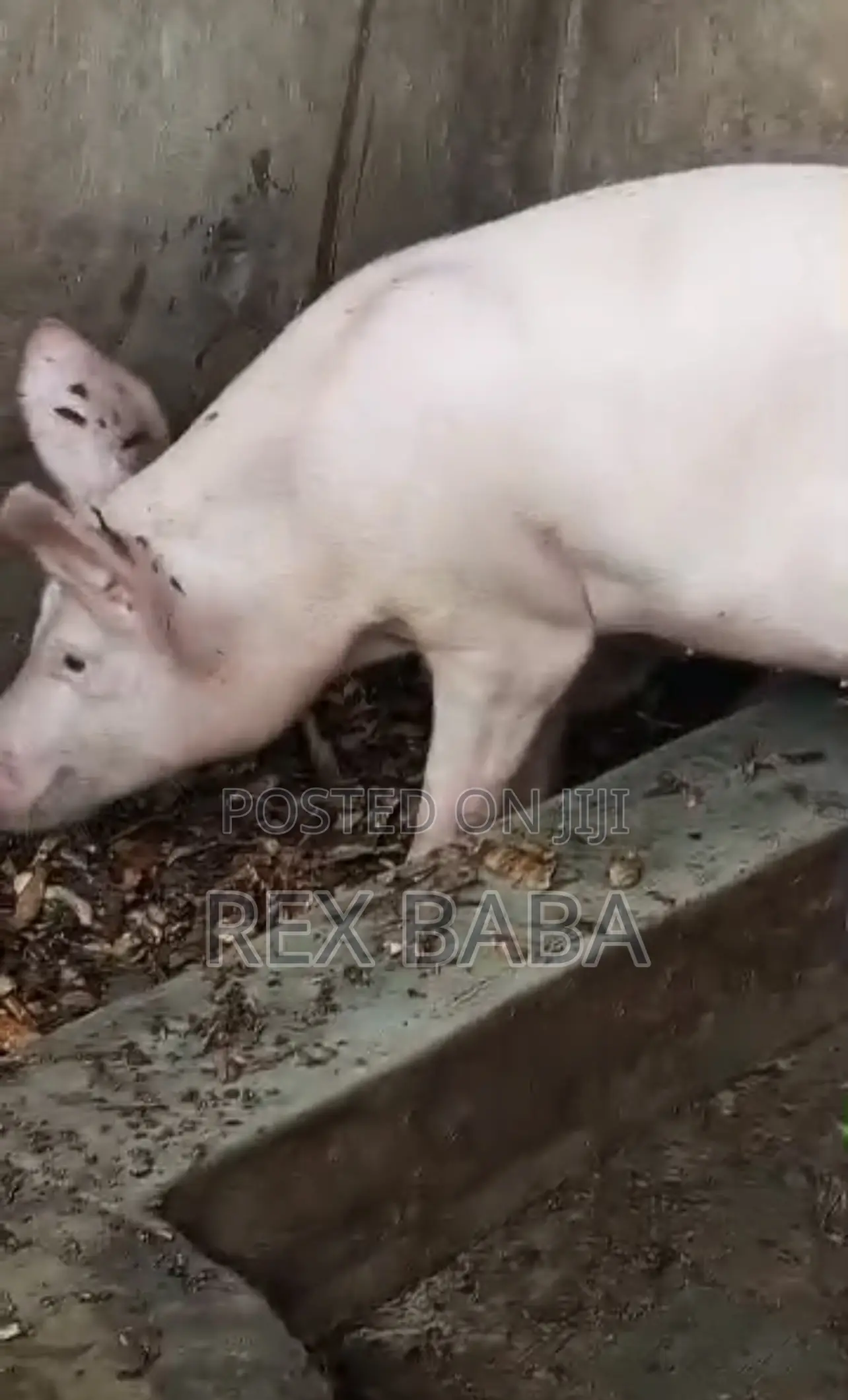 Large White Pigs