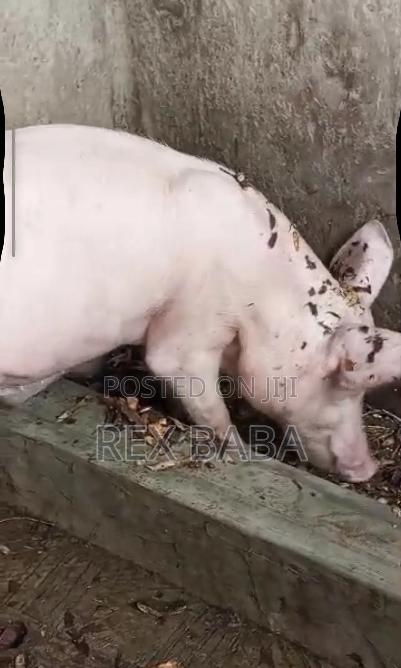 Large White Pigs