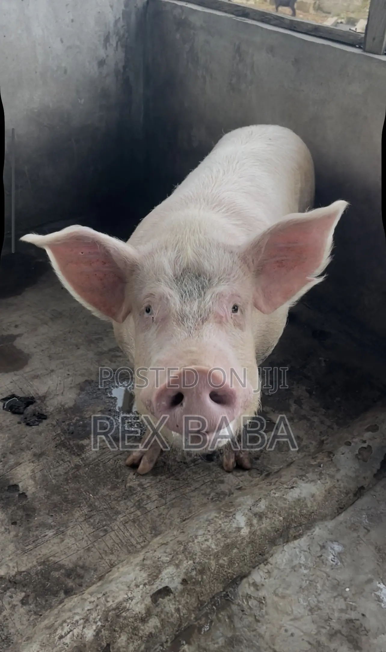 Large White Pigs