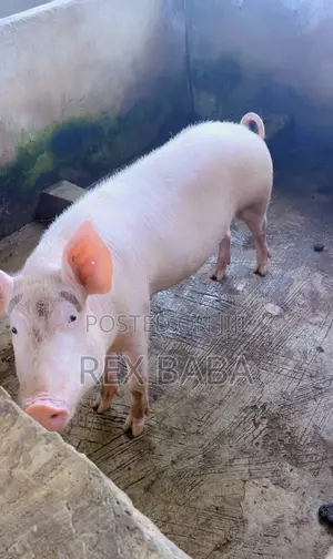 Large White Pigs