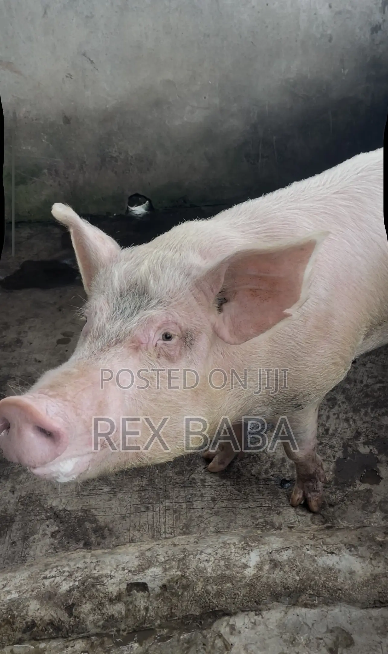 Large White Pigs
