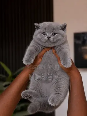 1-3 months Male Purebred British Shorthair
