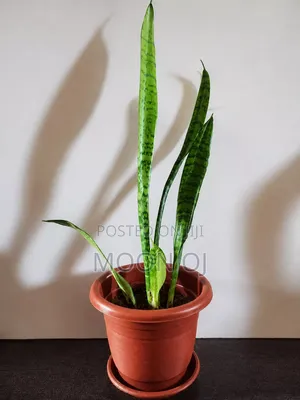 Mother Inlaw's Tongue (Snake Plant)