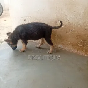 1-3 months Female Purebred German Shepherd