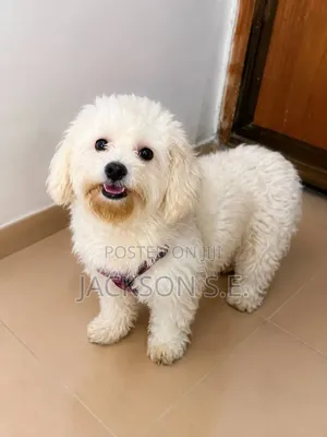 1+ year Female Purebred Lhasa Apso