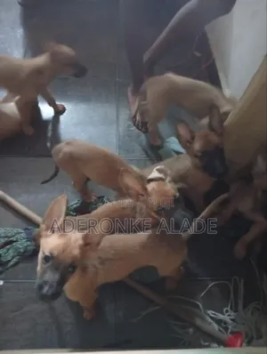 1-3 months Female Purebred Belgian Malinois
