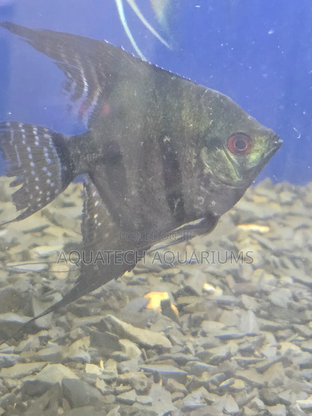 Angel Fish