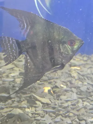 Angel Fish
