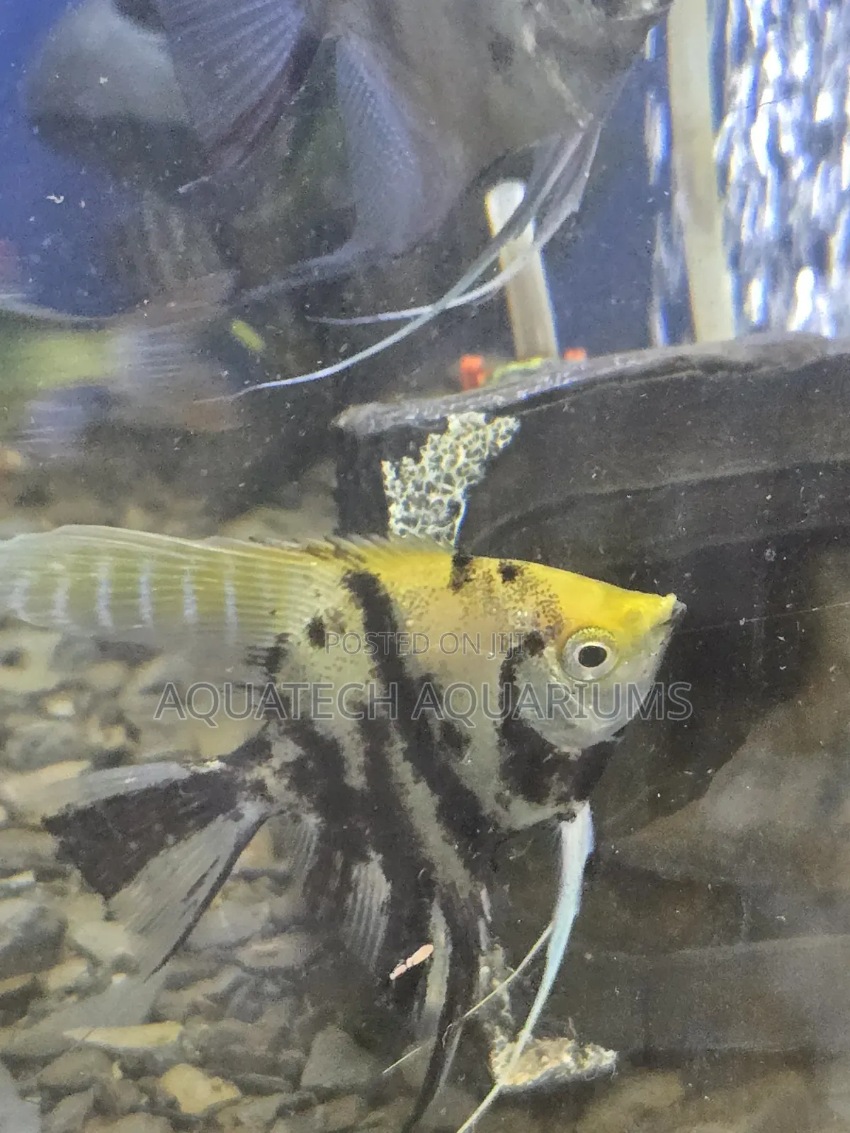 Angel Fish