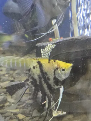 Angel Fish