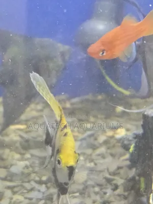 Angel Fish