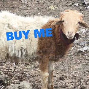 Sheep for Sale