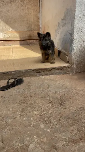 1-3 months Male Purebred German Shepherd