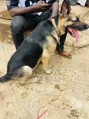 1+ year Female Purebred German Shepherd