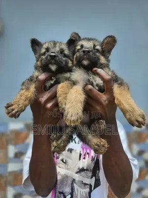 1-3 months Female Purebred German Shepherd