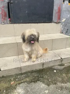 6-12 months Male Purebred Lhasa Apso