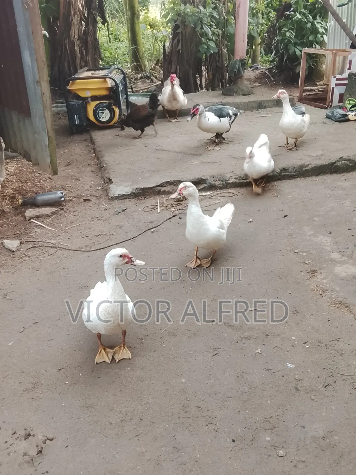 Female Ducks