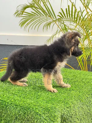 1-3 months Male Purebred German Shepherd