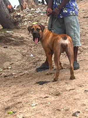 1+ year Female Purebred Boerboel