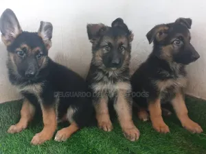 1-3 months Male Purebred German Shepherd