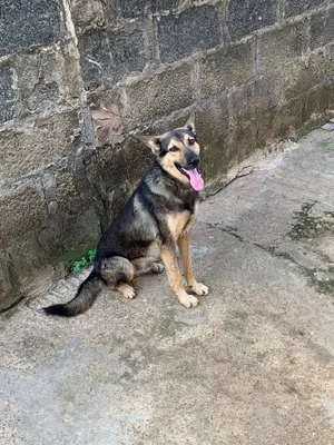 1+ year Female Purebred German Shepherd