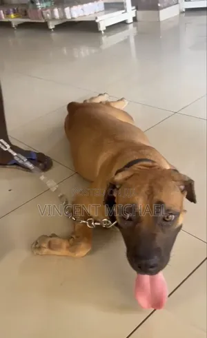 1+ year Female Purebred Boerboel