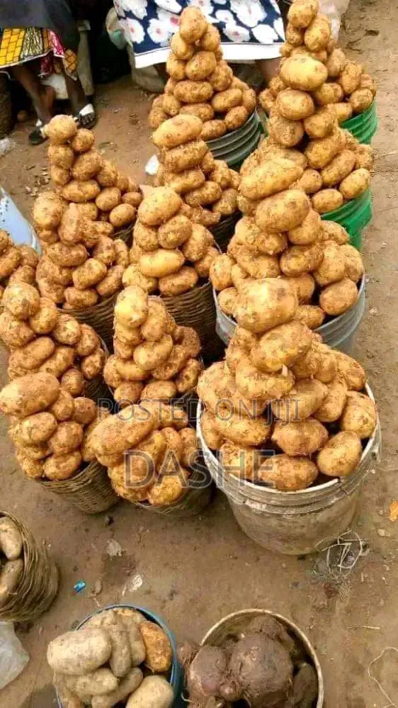 Fresh Irish Potatoes Full Bucket