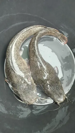 All Sizes of Cat Fishes