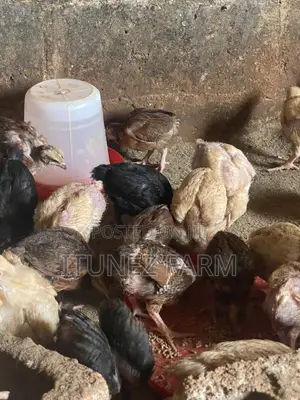 4week’s Massive Broiler/Noiler/Cockreal
