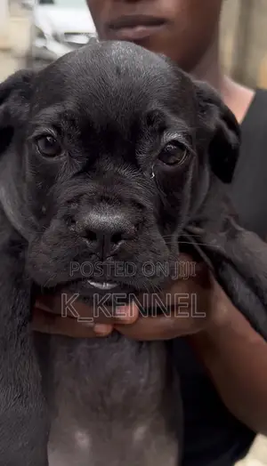 1-3 months Male Purebred Cane Corso