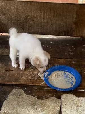 1-3 months Female Purebred American Eskimo