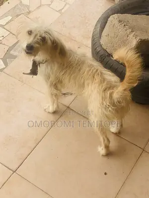 1+ year Female Purebred Lhasa Apso