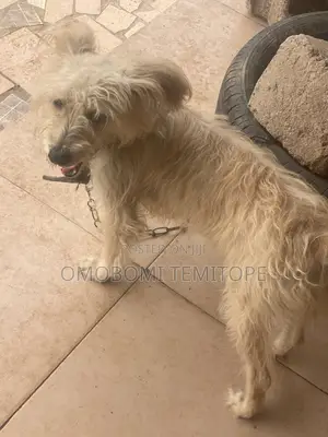 1+ year Female Purebred Lhasa Apso