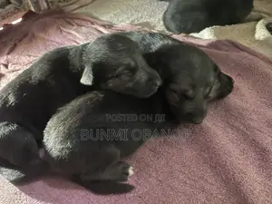 0-1 month Female Purebred German Shepherd