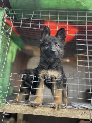 1-3 months Female Purebred German Shepherd